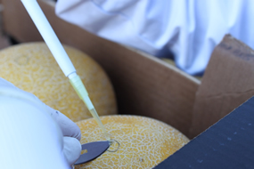 Una fruta, en un momento de un control microbiológico en los laboratorios de control de AINIA Centro Tecnológico