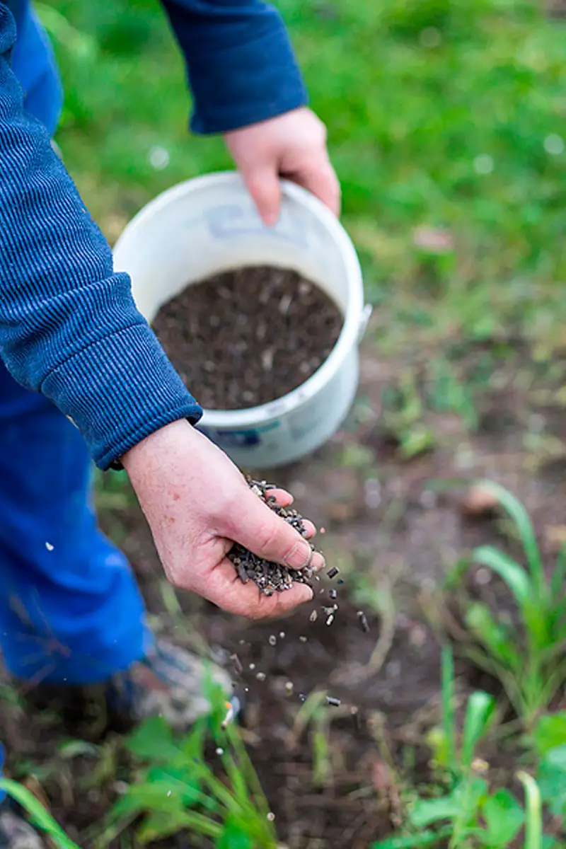 Biofertilizantes