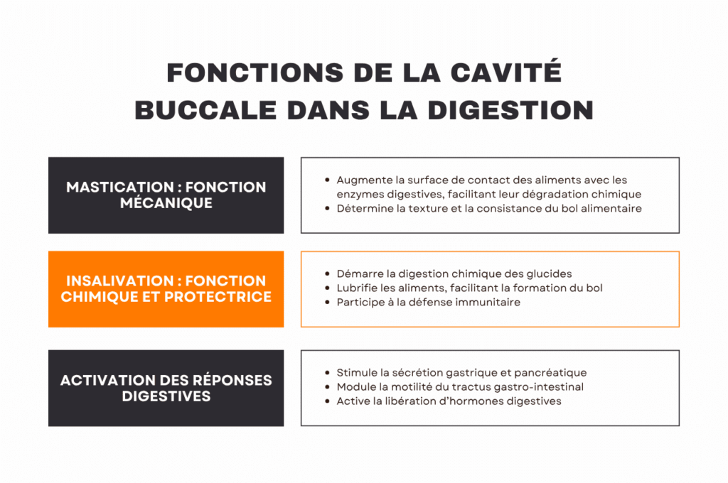 Infographie expliquant les fonctions de la cavité buccale dans la digestion.