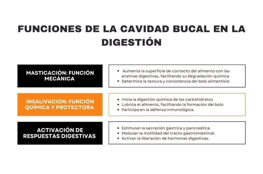 Infografía que explica las funciones de la cavidad bucal en el sistema digestivo