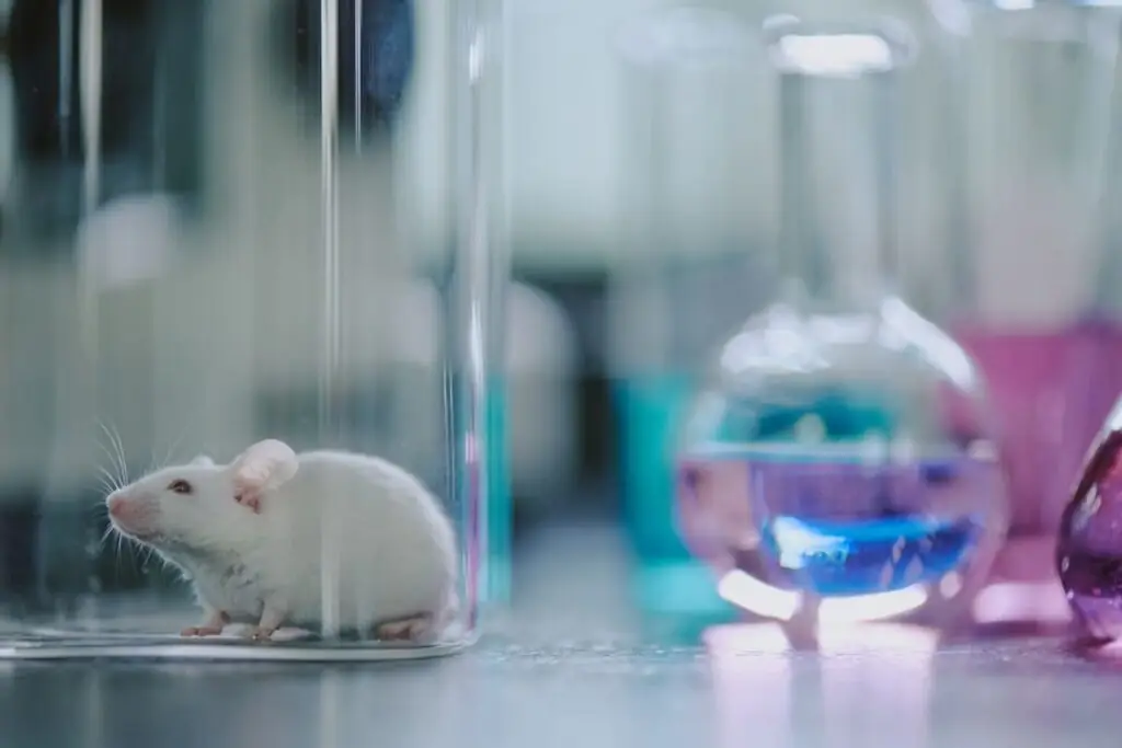 White laboratory mouse next to glass flasks, used in in vivo studies for scientific research.