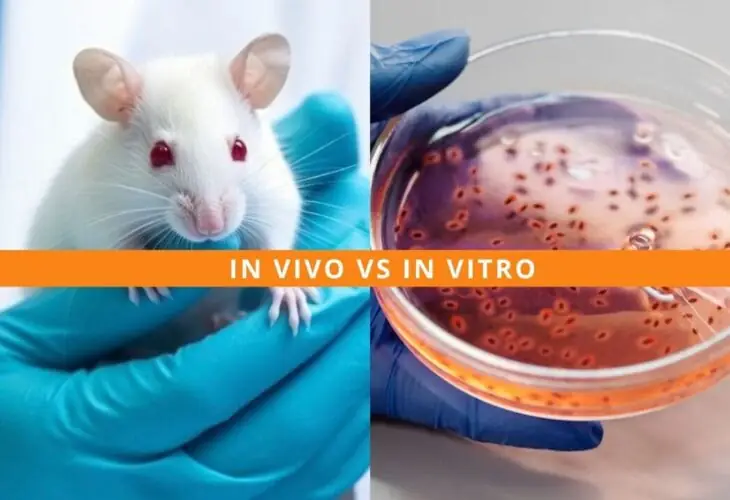 Visual comparison of in vivo and in vitro studies in scientific research.
