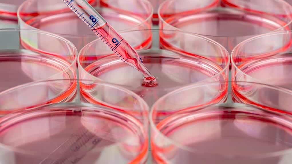 Close-up of a pipette dispensing liquid into petri dishes with red medium, commonly used in in vitro studies for laboratory research.