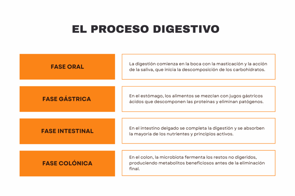 fases del proceso digestivo