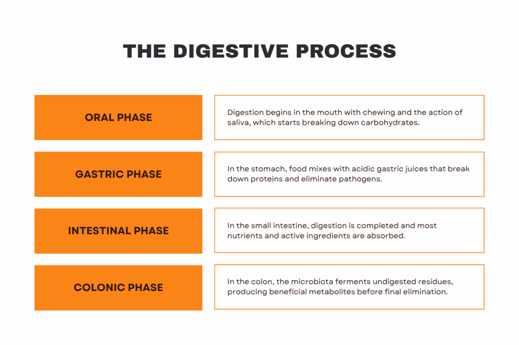 digestive process step-by step