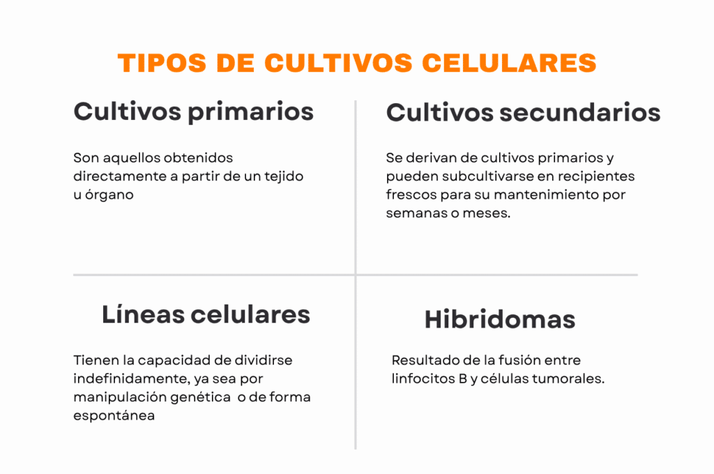 tipos de cultivos celulares