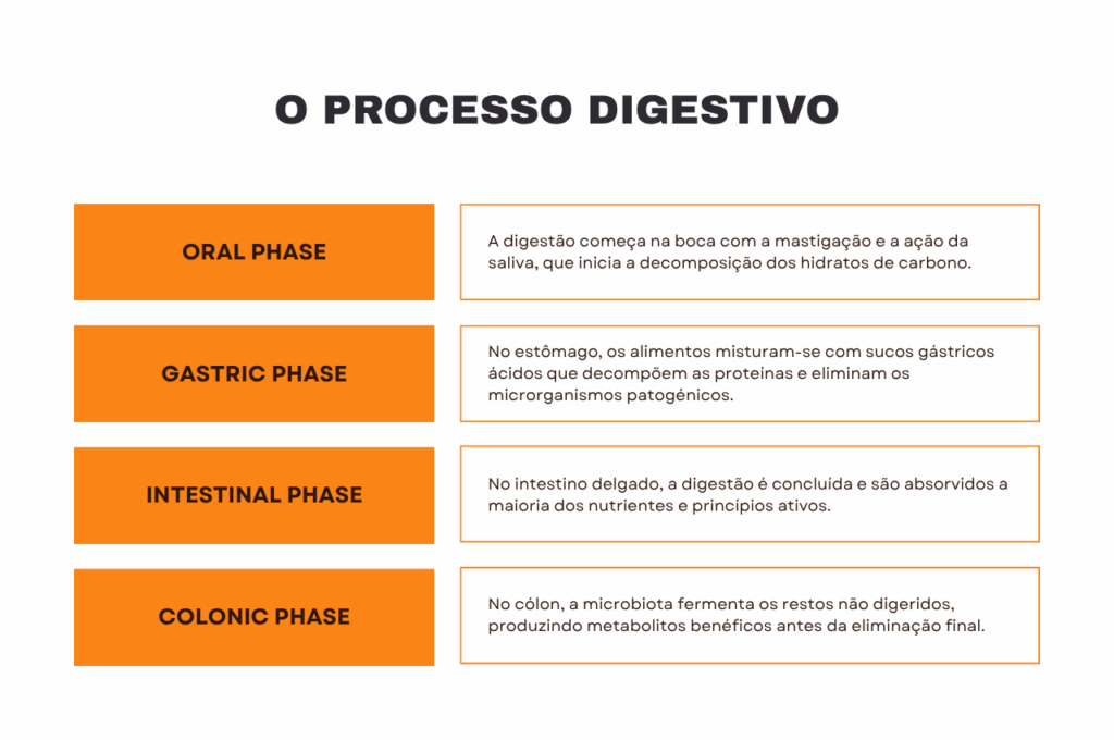 o processo digestivo