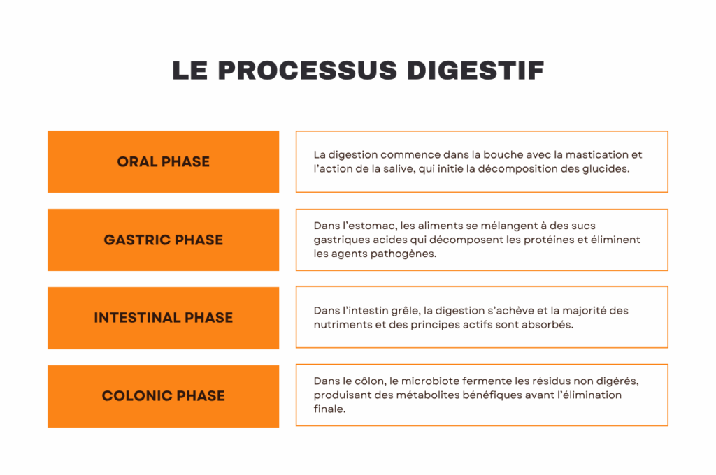 Les 5 étapes de la digestion