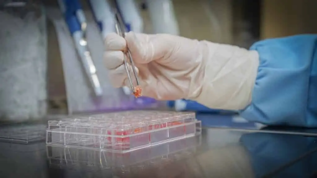 cultivo celular carne cultivada