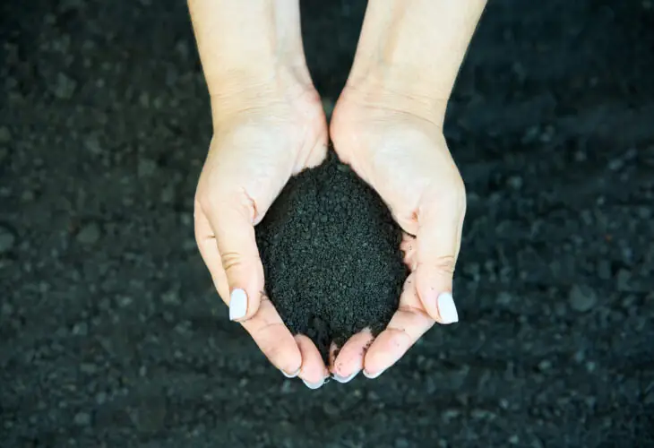 Hands holding dark soil over cultivated ground.