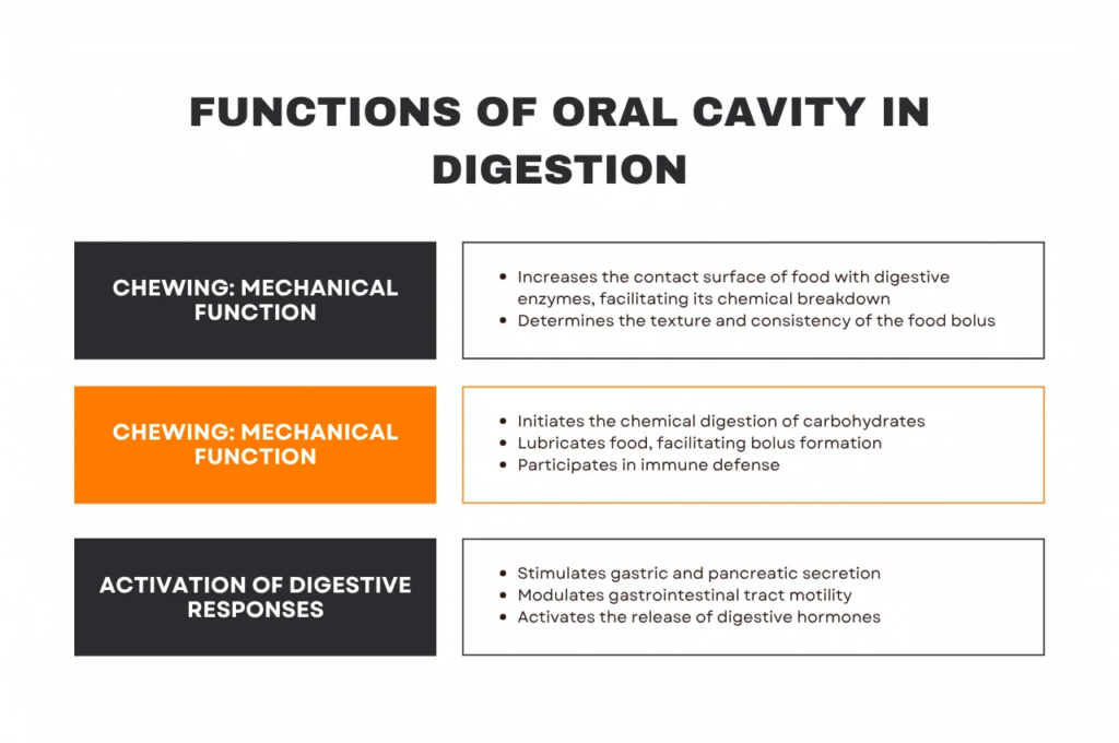 Infographic showing the functions of the salivary glands in digestion.