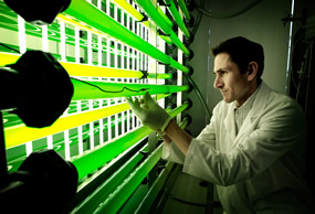 Intensificador lumínico para cultivo de microalgas ainia