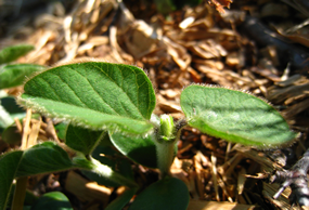 Foto de planta de soja Foto planta soja